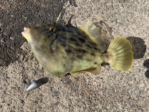 カワハギの釣果