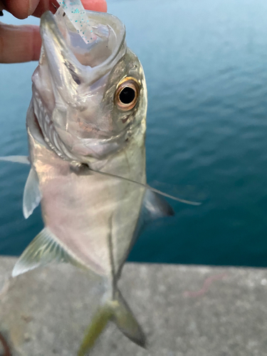 メッキの釣果