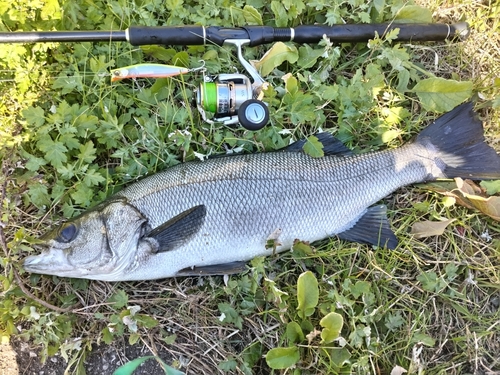 ヒラスズキの釣果