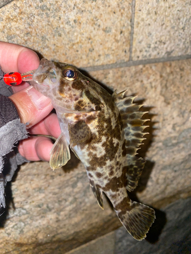 タケノコメバルの釣果