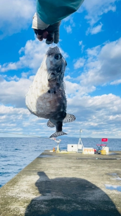 イシガキフグの釣果