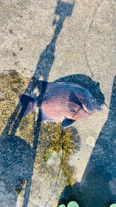 イシガキダイの釣果