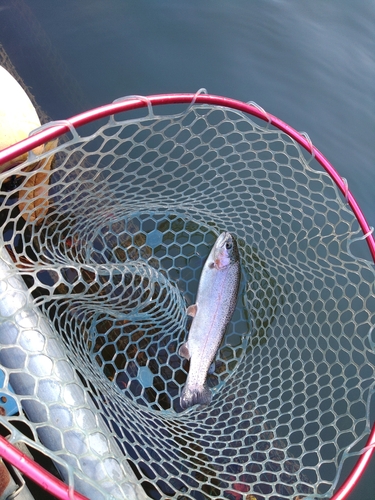 ニジマスの釣果