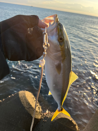 ハマチの釣果