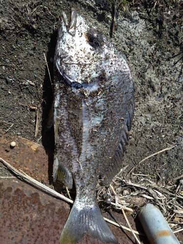 キビレの釣果