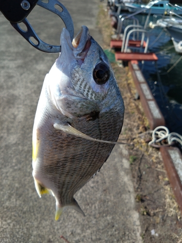 キビレの釣果