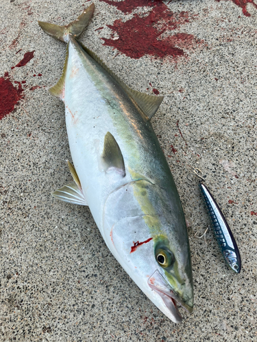 ヤズの釣果