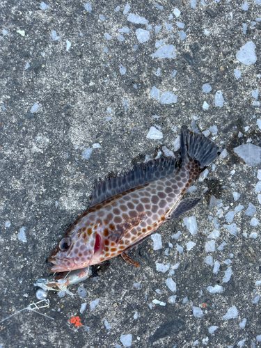 オオモンハタの釣果