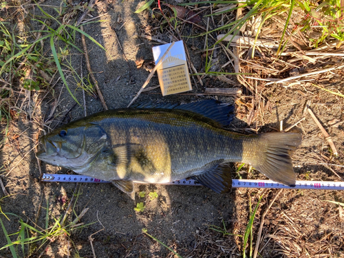 スモールマウスバスの釣果