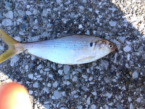 コノシロの釣果