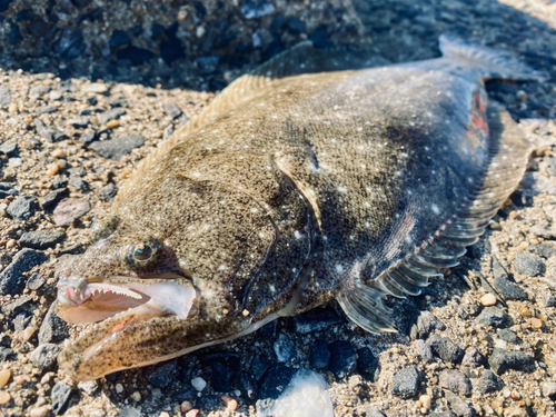 ソゲの釣果