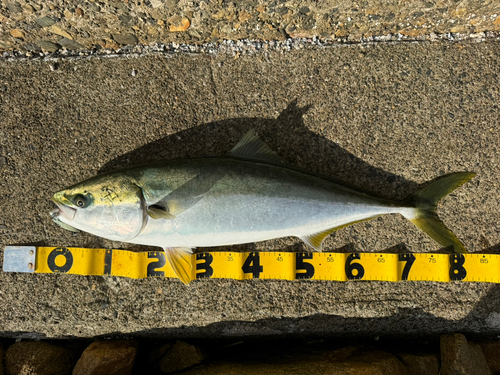 ブリの釣果