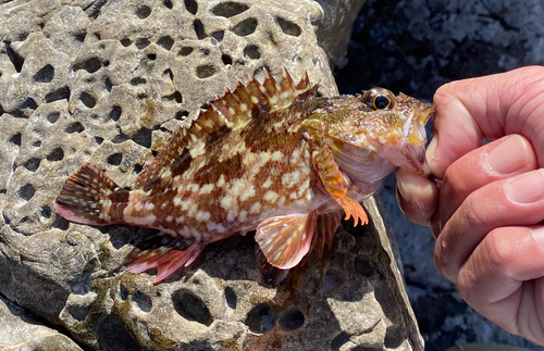 アラカブの釣果