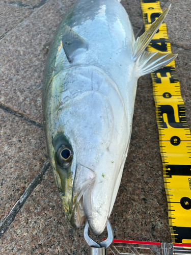 ブリの釣果