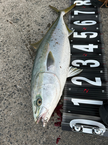 ハマチの釣果