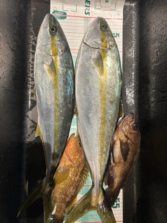 ヒラマサの釣果