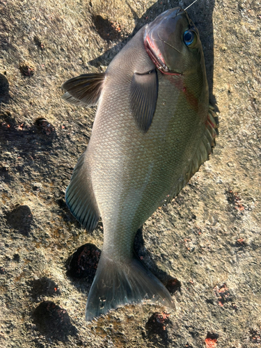 グレの釣果