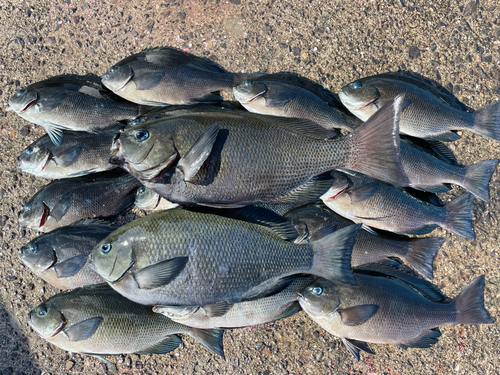 メジナの釣果