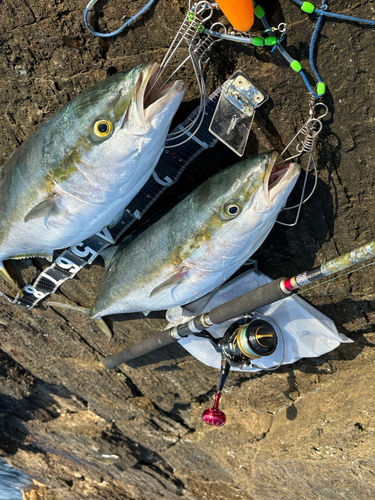 ブリの釣果