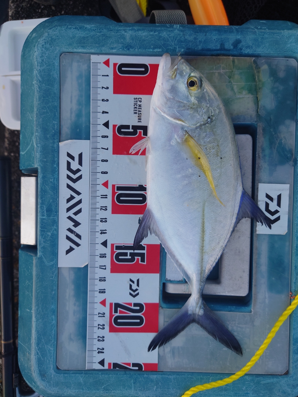 DAIWA 19シグナス LBD 3000LBDの最安値・インプレ・釣果 | 本音