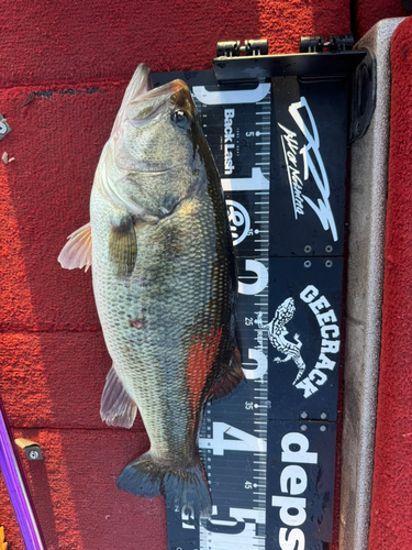 ブラックバスの釣果