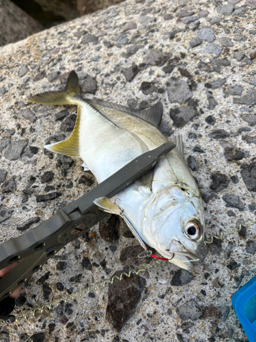 メッキの釣果