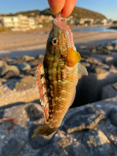 釣果