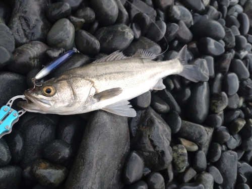 フッコ（マルスズキ）の釣果