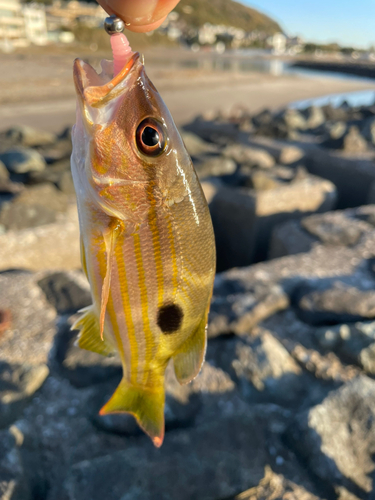 釣果