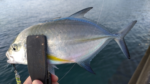 カスミアジの釣果