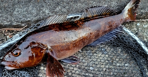 アイナメの釣果