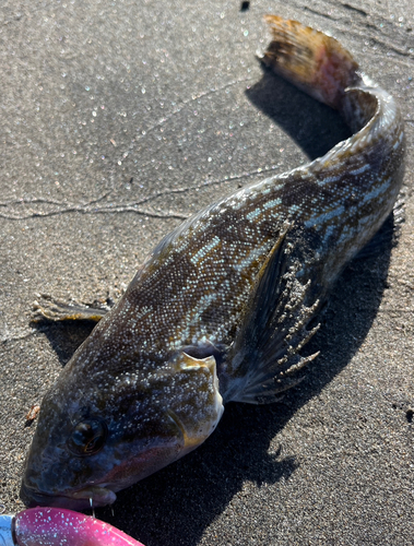 アイナメの釣果