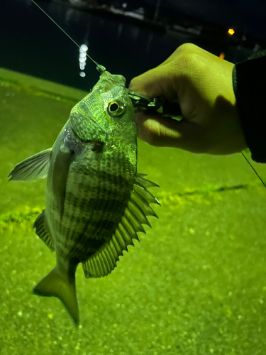 チヌの釣果