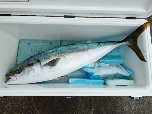 ブリの釣果