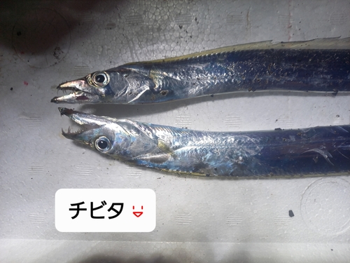 タチウオの釣果