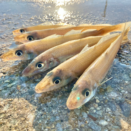 キスの釣果