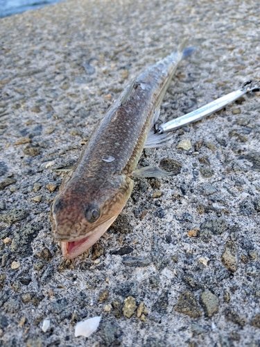 エソの釣果