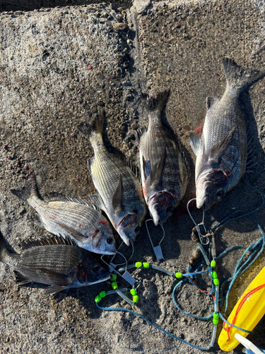 クロダイの釣果