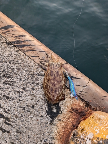 コウイカの釣果