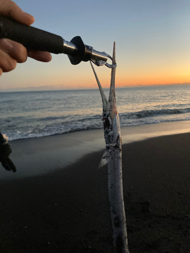 ダツの釣果