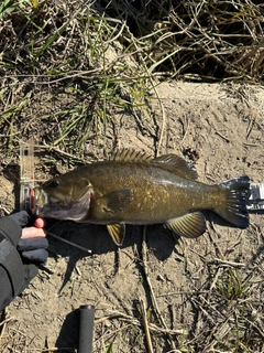 スモールマウスバスの釣果