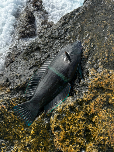 イソベラの釣果