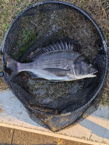 クロダイの釣果