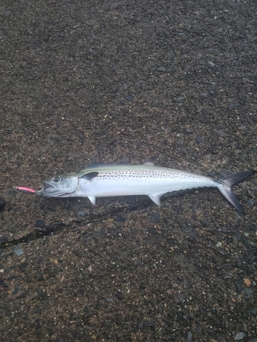 サゴシの釣果