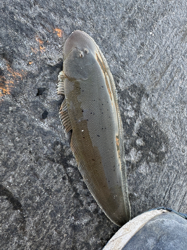 シタビラメの釣果