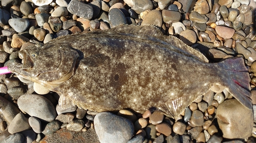 ヒラメの釣果