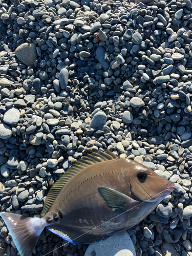 ニザダイの釣果