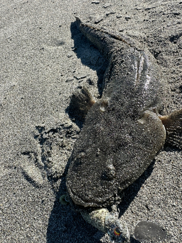 コチの釣果