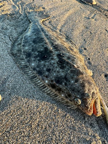 ヒラメの釣果