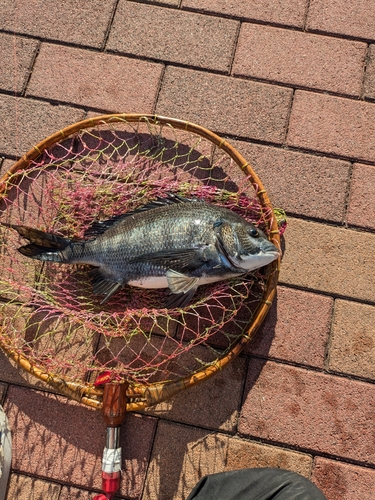 クロダイの釣果